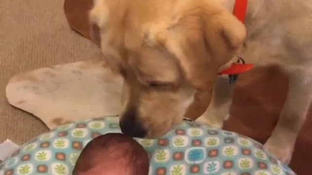 dog making baby happy