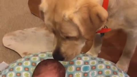 dog making baby happy