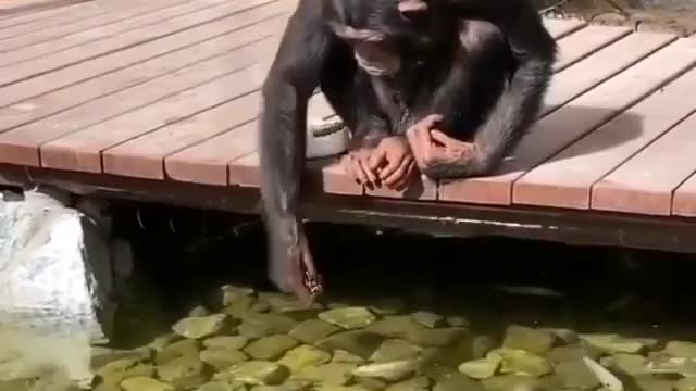 Chimpanzee fun moment