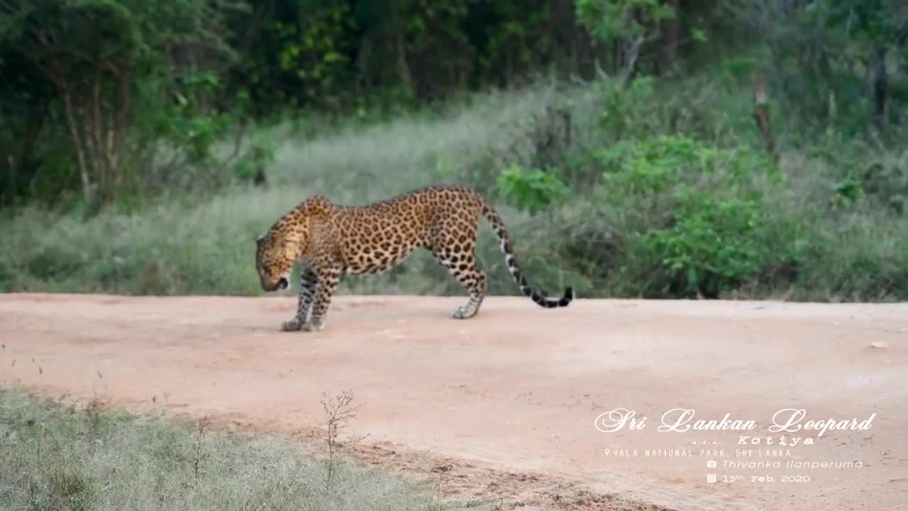 The Leopard 'BIG Cat' Fight - Yala National Park in Sri Lanka