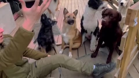 This is so adorable videos of some cute Dogs 😌