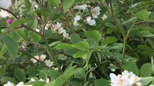 Birds and flowers in the morning