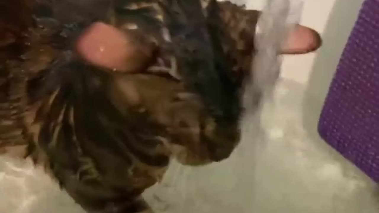 Funny Animals Videos π - Funniest Cats and Dogs πΈπΆ 240