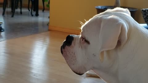 Cleo, The Valley Bulldog