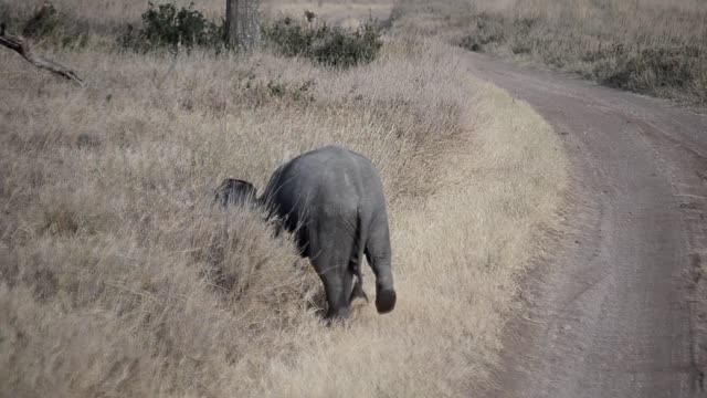 Baby elephant tries to get attention