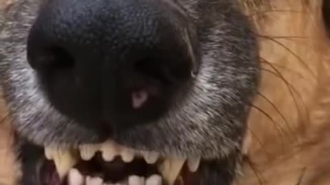 Cute dog