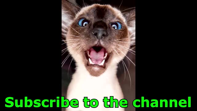 Funny and dangerous wild animals