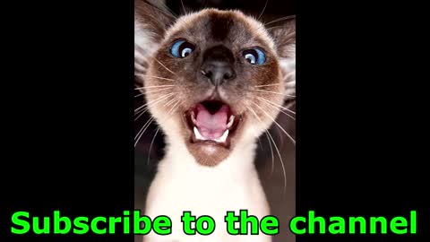 Funny and dangerous wild animals