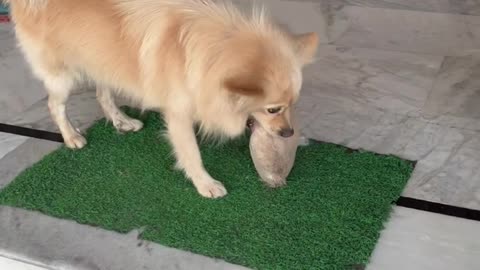 Dog farming 🧺