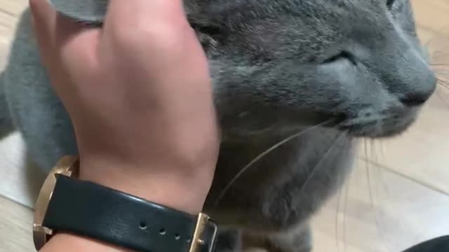 Cat forced to touch