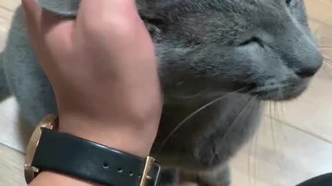 Cat forced to touch
