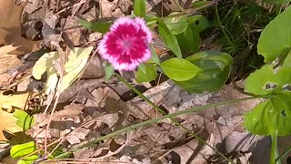 Sweet William