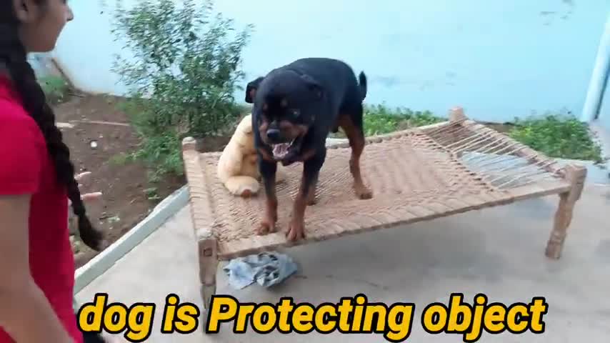 Dog showing all training skills