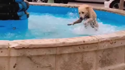 Nutty dog