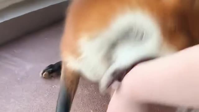 Do you like pets?