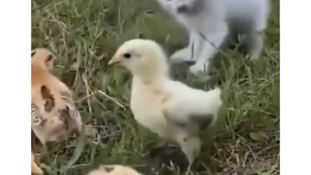 Cute Kitten playing with chicks 😍 #kitten #chicks