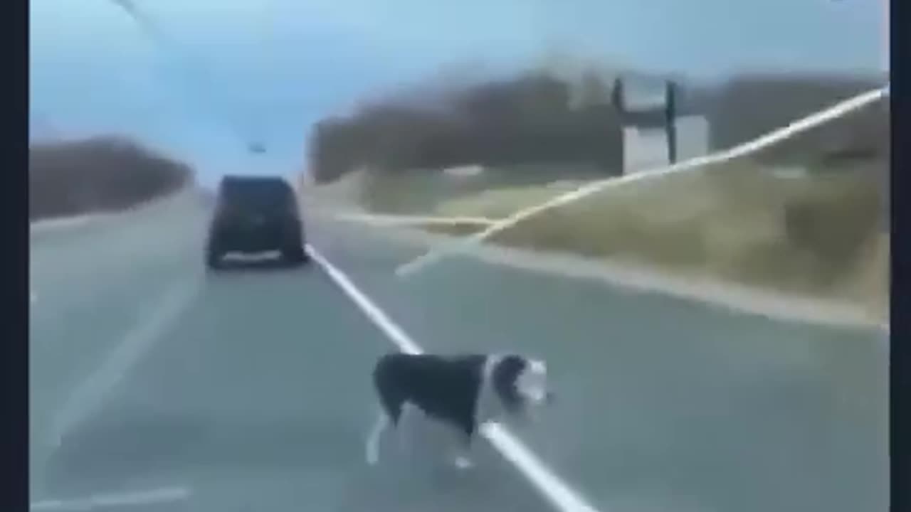 Hilarious girl forgets her dog hehe