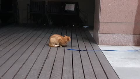 A very cute street cat 7