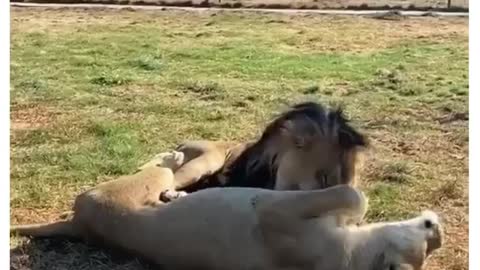 Funny animals moment lions seen cuddling