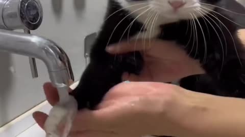 cat washing hands