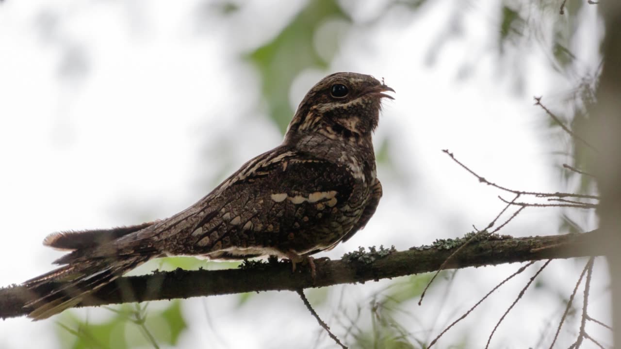 The Nightjar: Close Up HD Footage (Caprimulgus europaeus)