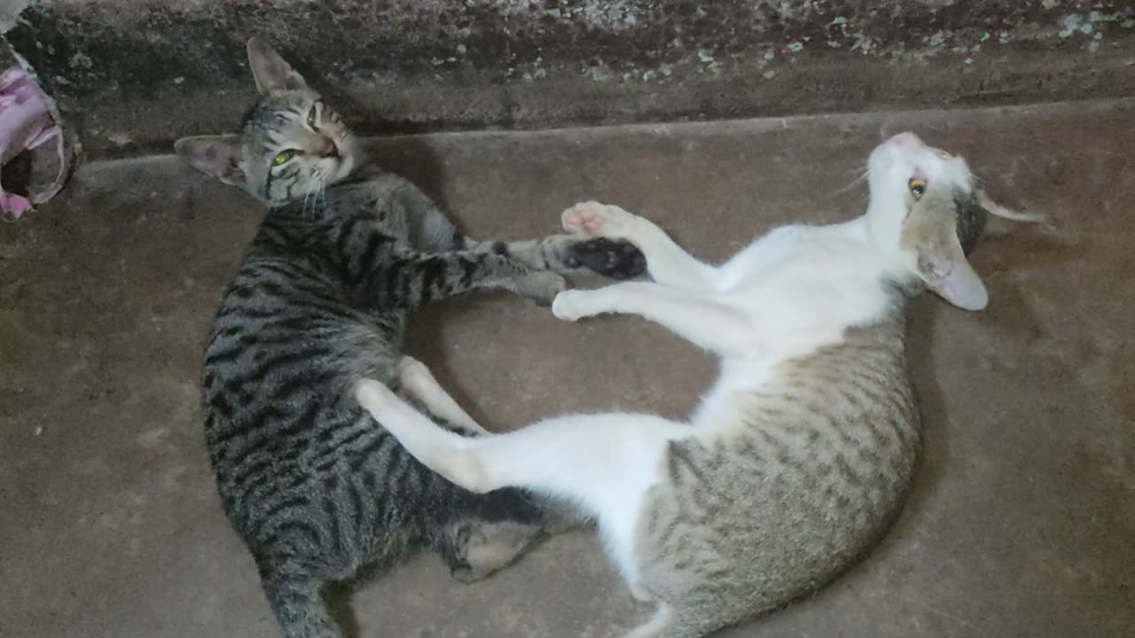 Baby cats Playing