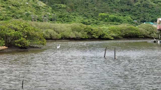 Bird landing