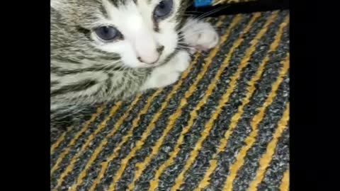 Funny cute cat