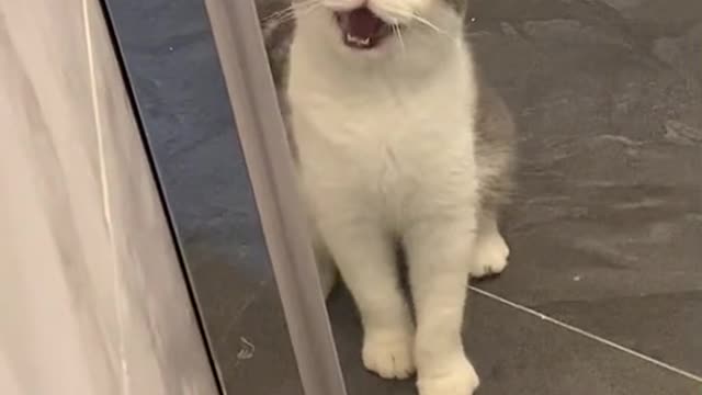 cute cat says hello