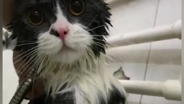 Funny cat bathing moments,cats reaction to bathing,why cat hate baths