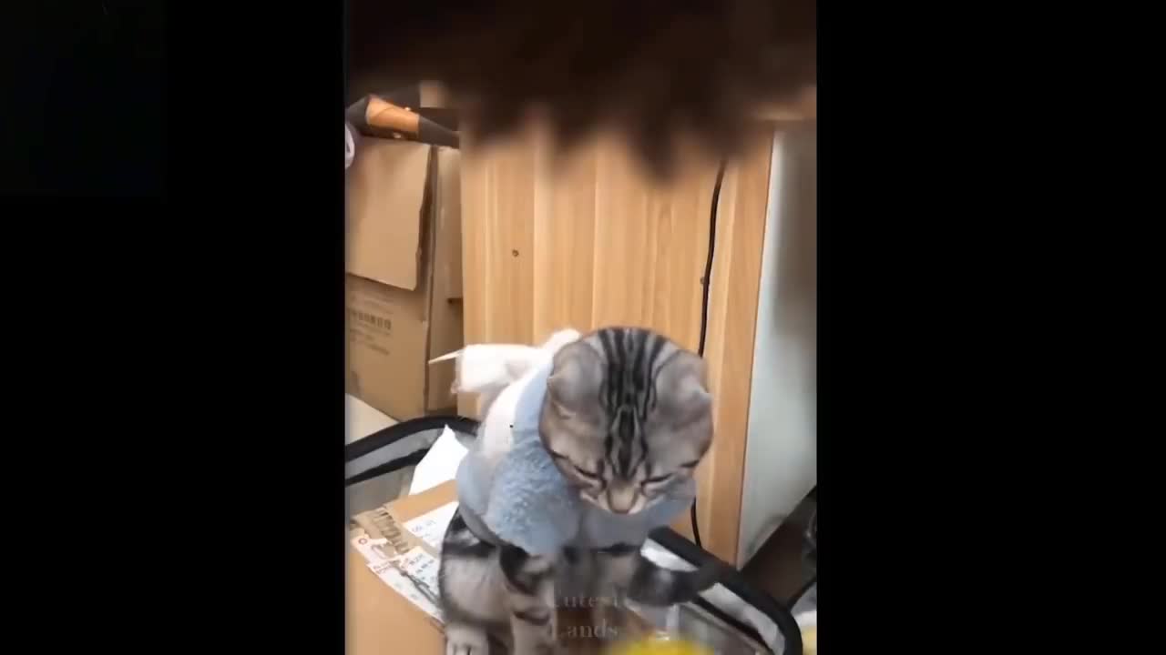 πCute And Funny Pets ππ Mascotas lindas y divertidas π 40