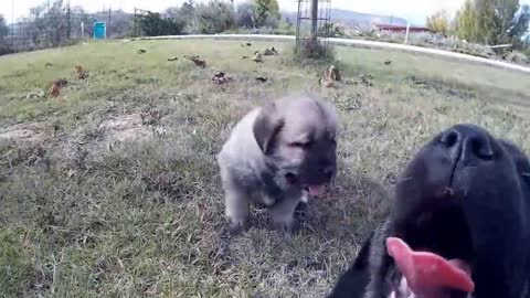 Cachorros de mastín