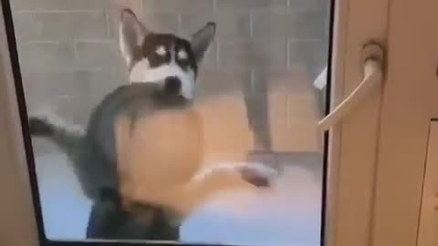 This husky is hungry