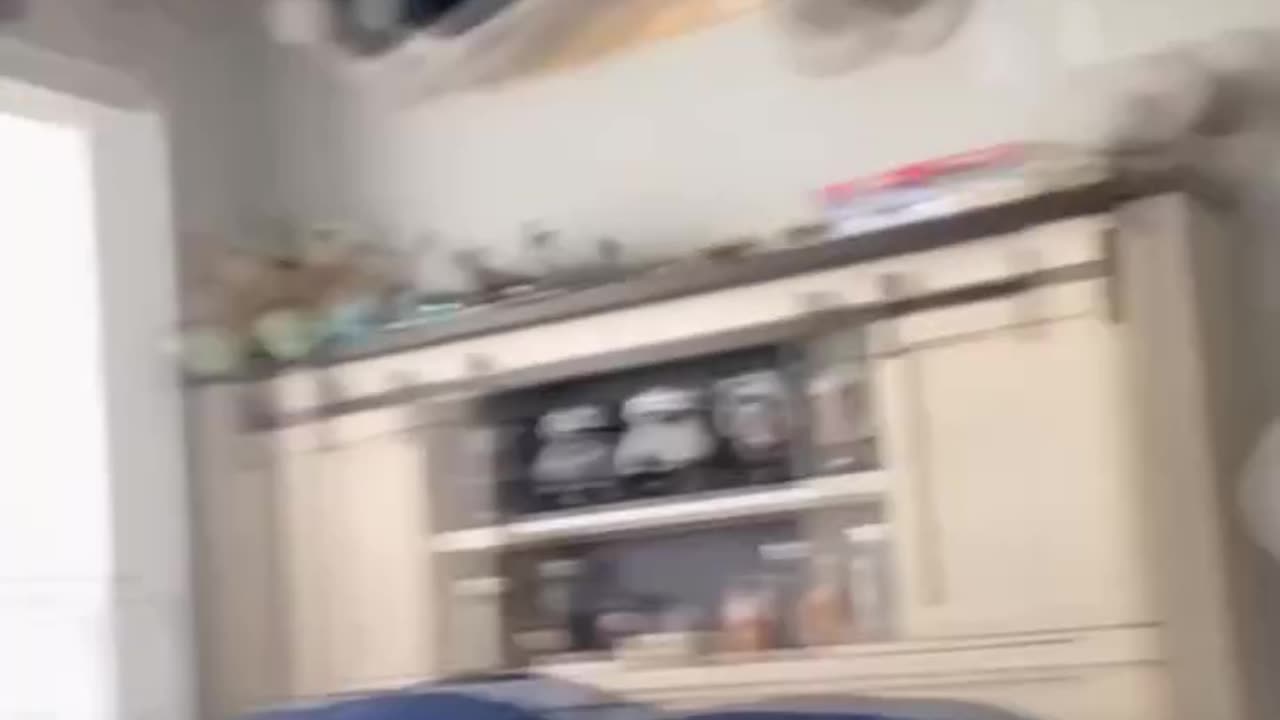 Funny Cats