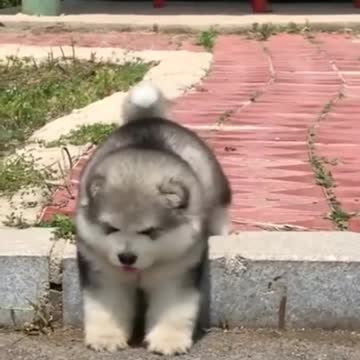 Infinitely Falling Dogo