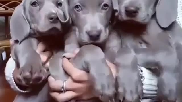 Trio of puppies cuddle together