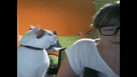 Some funny videos of cats