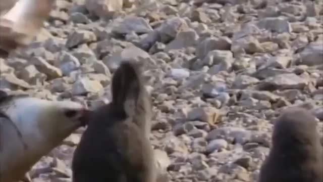 funny animals short