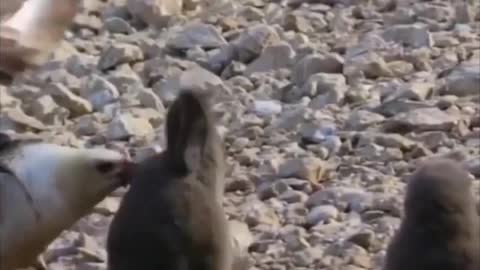 funny animals short