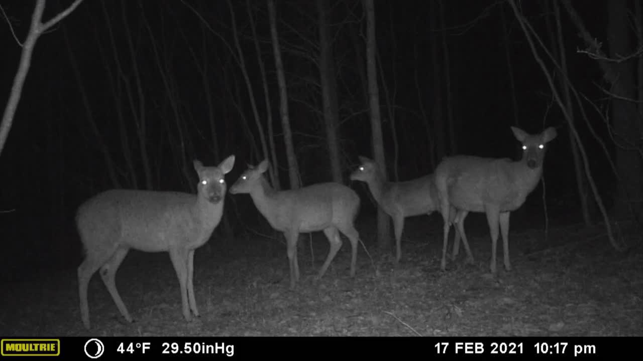 Fat Raccoon with Whitetail Deer