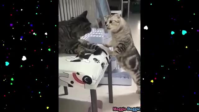 funny cats and dog compilation 2021