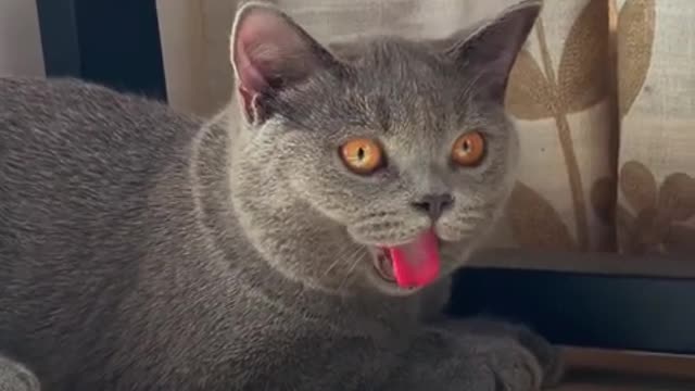 Funniest Cat Videos That Will Make You Laugh - Funny Cats and Dogs Videos