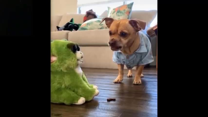 Funny cat dog fluffy pets animals TRY NOT TO LAUGH