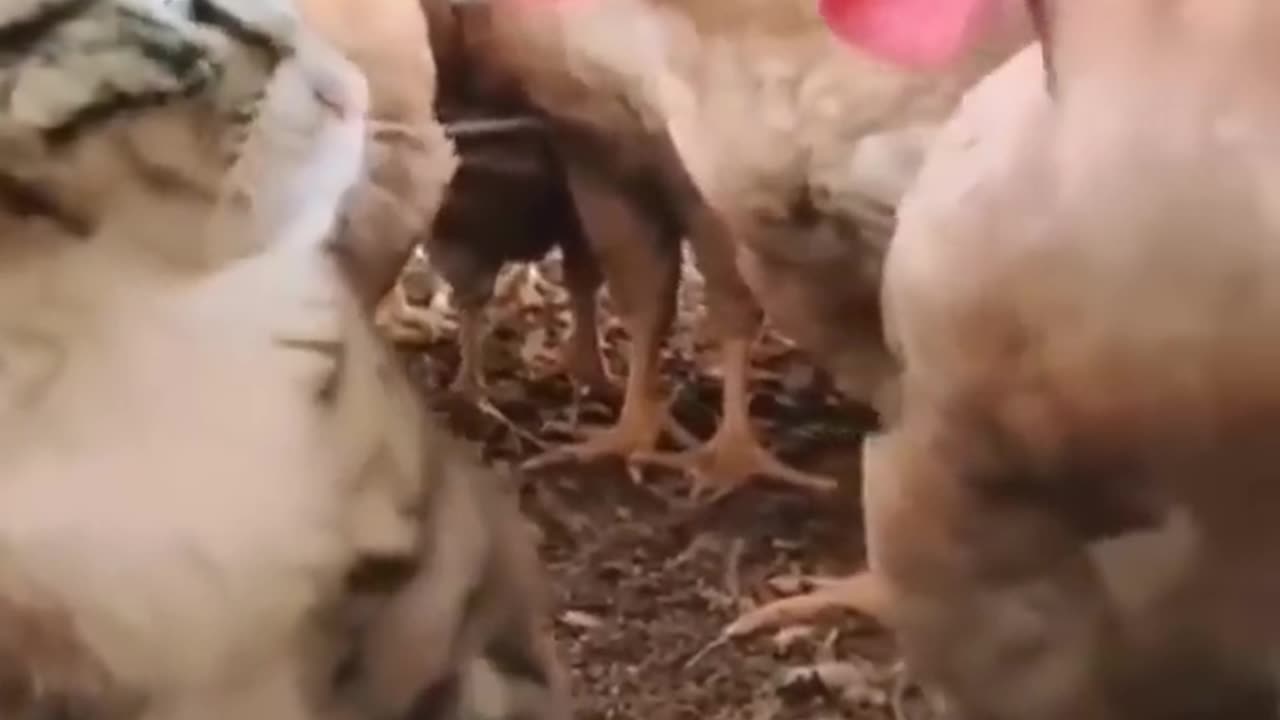 Funny video 5