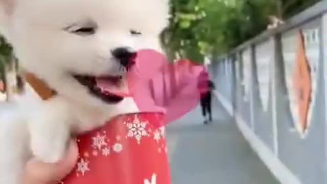 smart dog | good working dog | cute dog | rescue dog #short