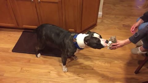 Pit Bull aterrado ante un salero y pimentero