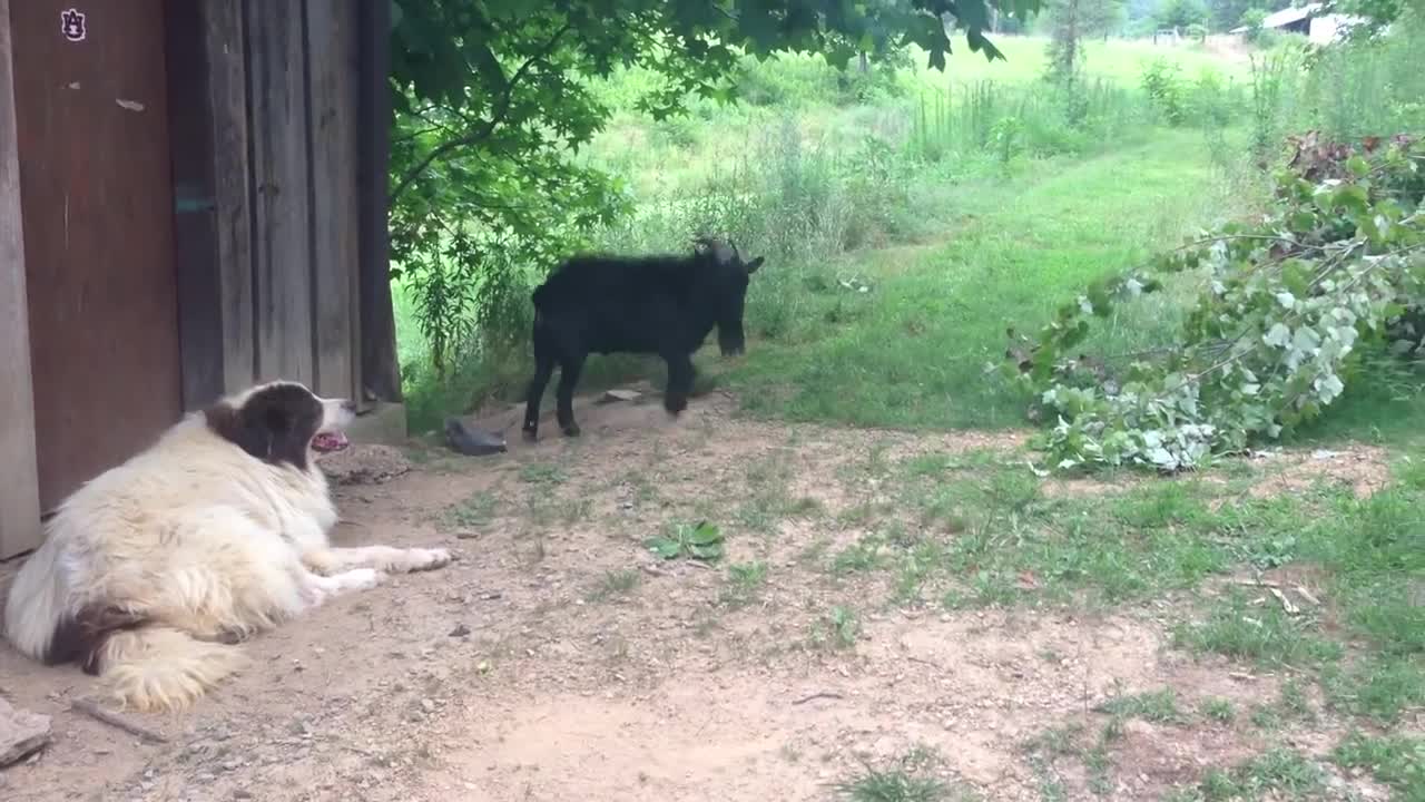 Crazy goat annoying the dog