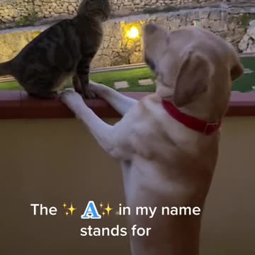 Disclaimer: Catto is completely fine!