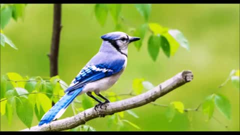 WHEN YOU SEE BLUE JAYS OFTEN, THIS IS WHAT IT MEANS