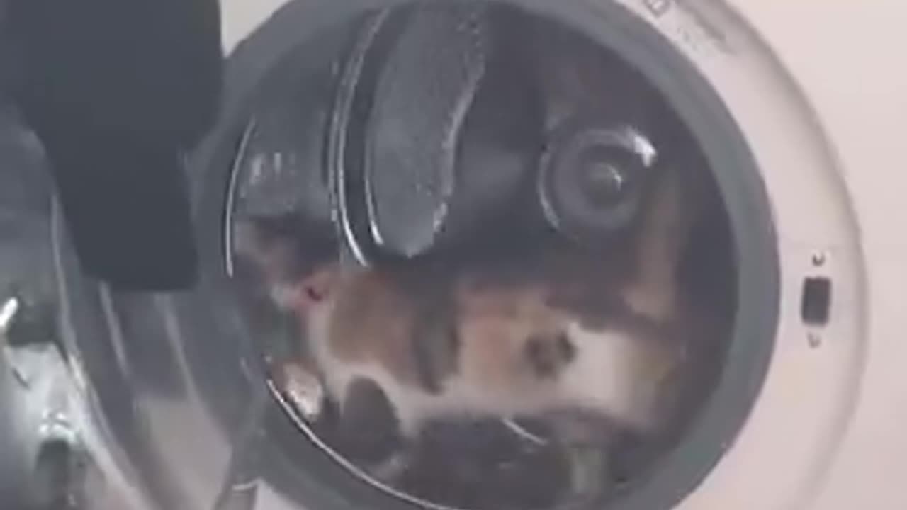 cat training in washing machine